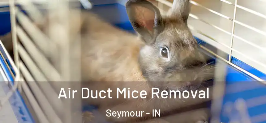 Air Duct Mice Removal Seymour - IN